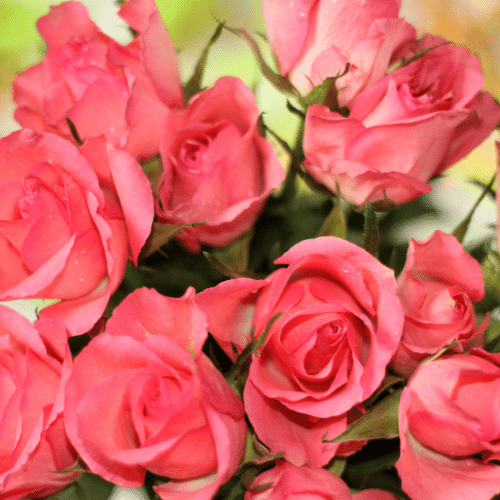 Mother's Day Rose and Flower Delivery Near Agoura Hills