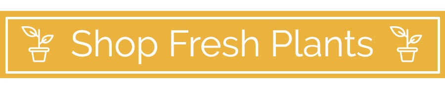 fresh-plants-simi-valley