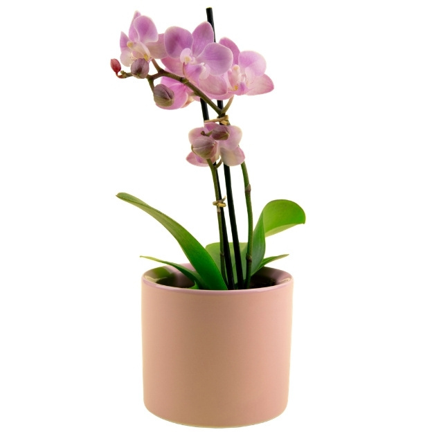 Potted pink orchid with green leaves and arching stems displayed in a minimalist pink container.